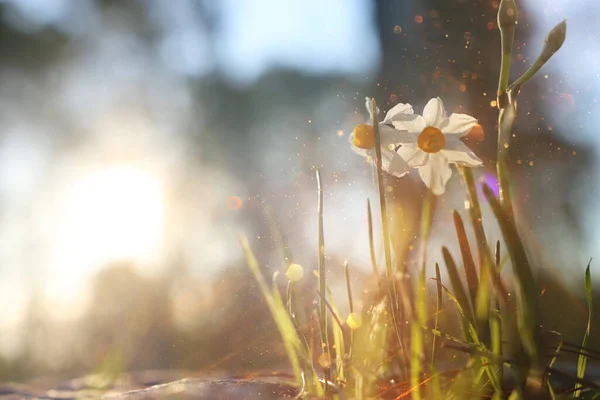 Hierba Fresca Flores Narcisas Que Crecen Bosque Primavera —  Fotos de Stock