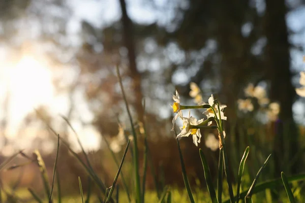 Färskt Gräs Och Narcissus Blommor Som Växer Skogen Våren — Stockfoto