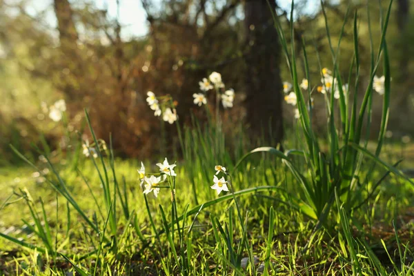 Herbe Fraîche Fleurs Narcisse Poussant Dans Forêt Printemps — Photo