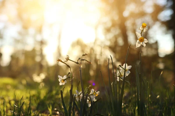 Färskt Gräs Och Narcissus Blommor Som Växer Skogen Våren — Stockfoto