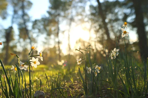 Весной Лесу Растут Свежая Трава Нарцисс — стоковое фото