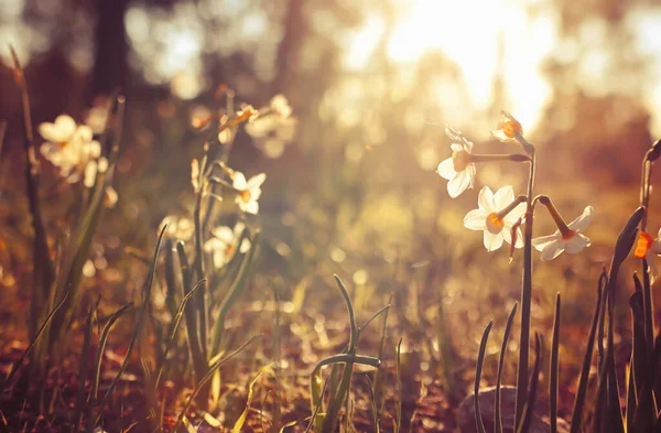 Herbe Fraîche Fleurs Narcisse Poussant Dans Forêt Printemps — Photo