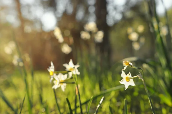 Hierba Fresca Flores Narcisas Que Crecen Bosque Primavera — Foto de Stock