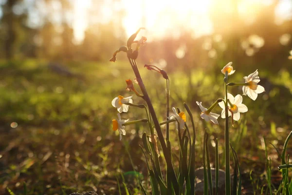 Hierba Fresca Flores Narcisas Que Crecen Bosque Primavera — Foto de Stock