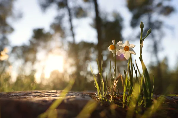 Hierba Fresca Flores Narcisas Que Crecen Bosque Primavera — Foto de Stock