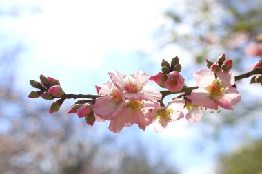 Bahar kiraz çiçekleri ağacının arka planı. seçici odak