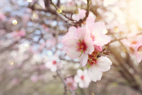 Háttér Tavaszi Cseresznyevirág Szelektív Fókusz — Stock Fotó