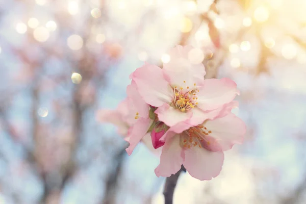 Bahar Kiraz Çiçekleri Ağacının Arka Planı Seçici Odak — Stok fotoğraf