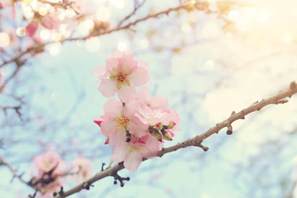 Fond Fleurs Cerisier Printemps Arbre Focus Sélectif — Photo