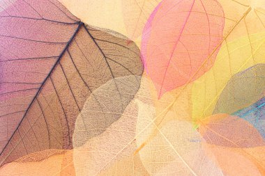 Metalik arkaplan üzerinde renkli şeffaf ve narin iskelet yaprakları