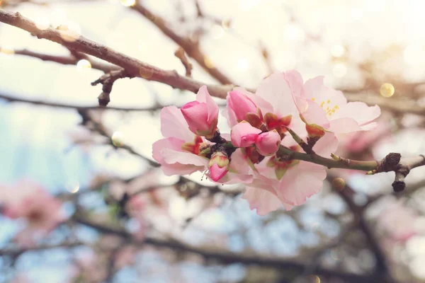 Background Spring Cherry Blossoms Tree Selective Focus — Stock Photo, Image