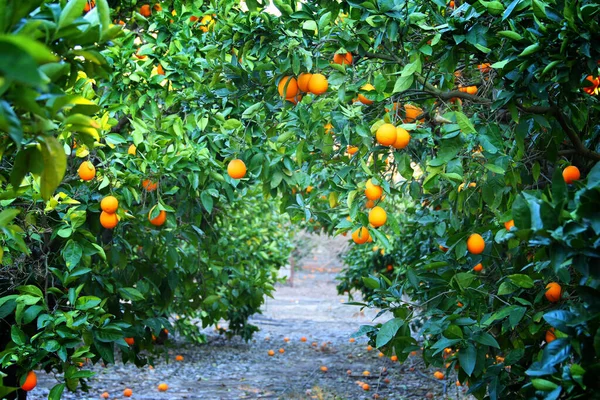 Obraz Drzew Pomarańczowych Zachodzie Słońca — Zdjęcie stockowe