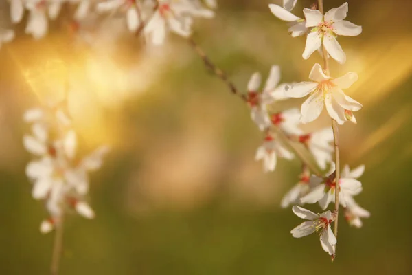 Bakgrund Våren Körsbär Blommor Träd Selektivt Fokus — Stockfoto