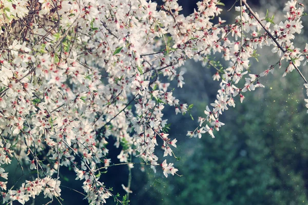 Baggrund Foråret Kirsebær Blomster Træ Selektivt Fokus - Stock-foto