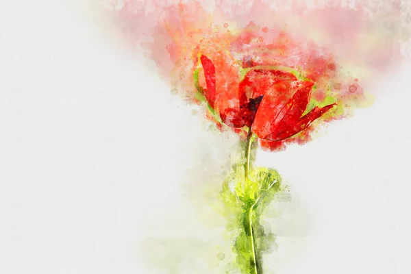 Акварельный Стиль Абстрактное Изображение Красного Цветка Мака — стоковое фото