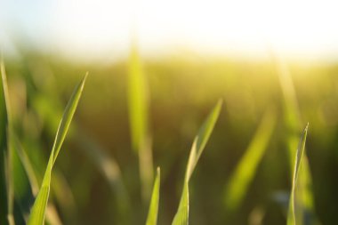 Gün batımında ormanda taze otlar yetişiyor.