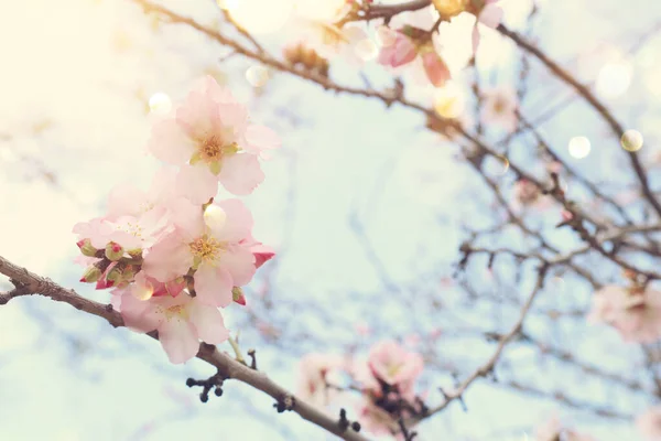 Fond Fleurs Cerisier Printemps Arbre Focus Sélectif — Photo