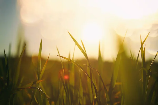 Fresh Grass Growing Forest Sunset Light — Stock Photo, Image