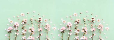 Yeşil pastel arka planda bahar beyaz kiraz çiçekleri resmi. Klasik filtrelenmiş resim