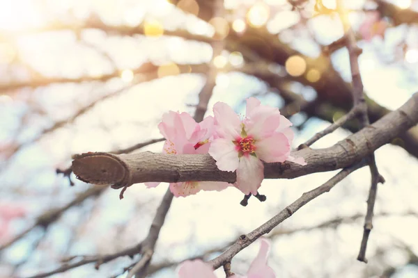 벚꽃의 선택적 — 스톡 사진