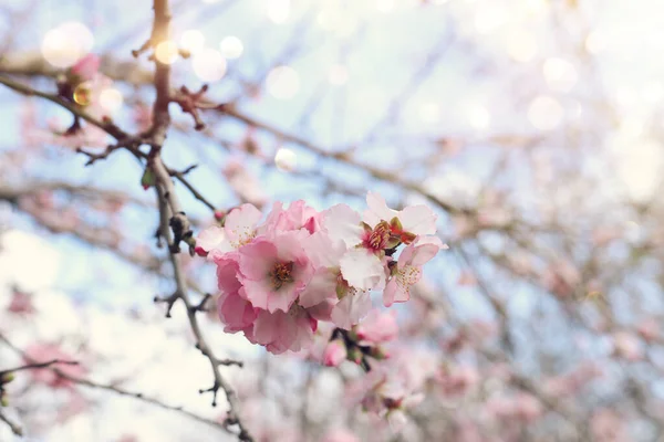 春天樱花树的背景 选择性重点 — 图库照片