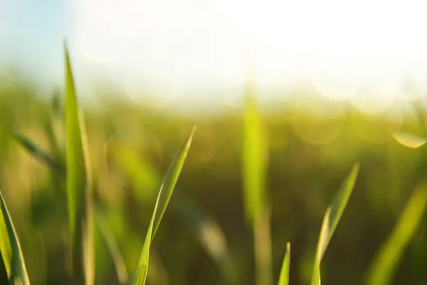 Fresh Grass Growing Forest Sunset Light — Stock Photo, Image