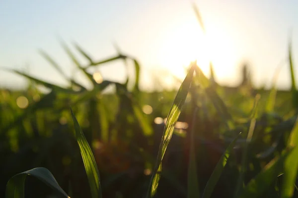 Fresh Grass Growing Forest Sunset Light — Stock Photo, Image