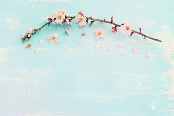 Immagine Primavera Albero Ciliegio Bianco Sfondo Legno Blu Immagine Filtrata — Foto Stock