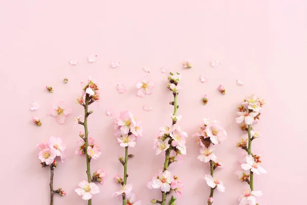 Image Printemps Fleurs Cerisier Blanc Arbre Sur Fond Rose Pastel — Photo