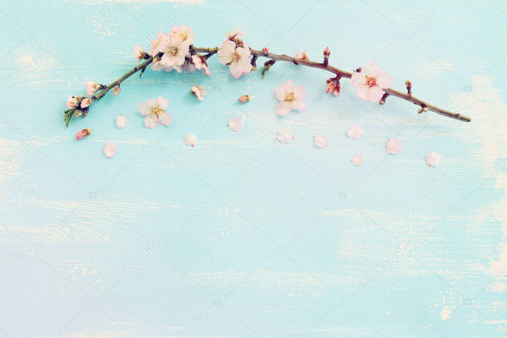 image of spring white cherry blossoms tree over blue wooden background. vintage filtered image