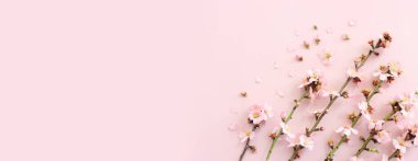 Pembe pastel arka planda bahar beyaz kiraz çiçekleri resmi