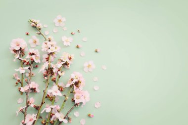 Yeşil pastel arka planda bahar beyaz kiraz çiçekleri resmi. Klasik filtrelenmiş resim