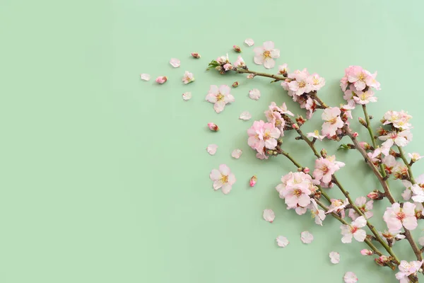 Image Printemps Fleurs Cerisier Blanc Arbre Sur Fond Vert Pastel — Photo