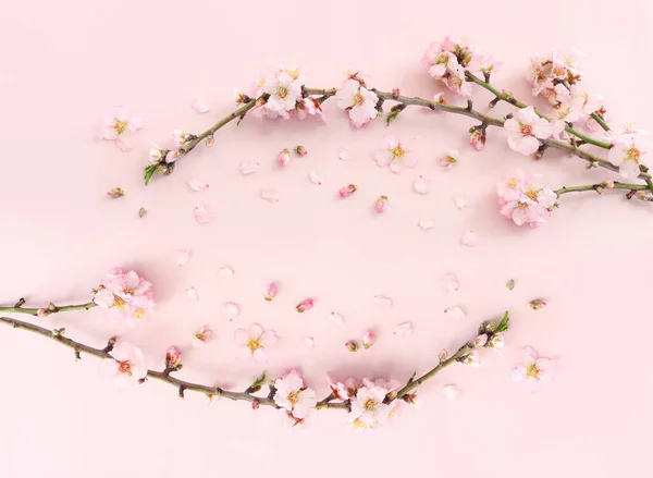 Зображення Весняного Білого Вишневого Дерева Рожевому Пастельному Фоні — стокове фото