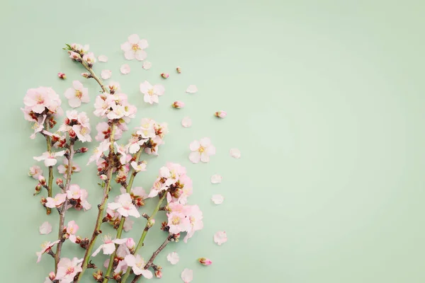 Bild Des Frühlings Weiße Kirschblüten Baum Über Grünem Pastell Hintergrund — Stockfoto
