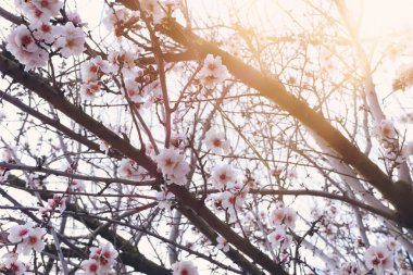 Bahar kiraz çiçekleri ağacının arka planı. seçici odak