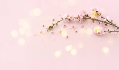 Pembe pastel arka planda bahar beyaz kiraz çiçekleri resmi