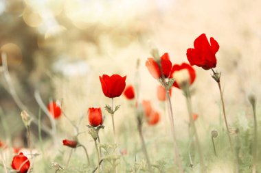 Kırmızı gelinciğin yeşil tarlada güneş ışığında çekilmiş fotoğrafı.