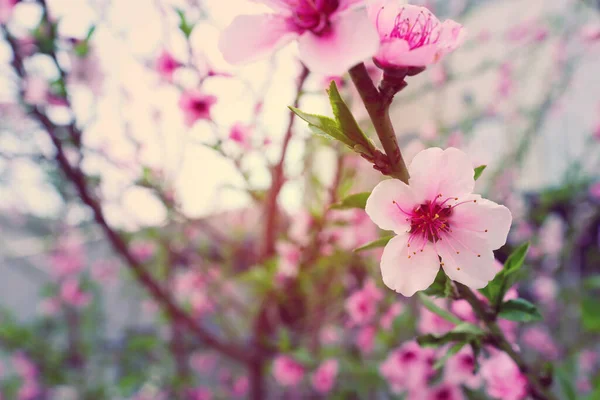 Bakgrund Våren Blomma Träd Selektivt Fokus — Stockfoto