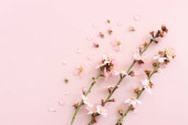 Картина, постер, плакат, фотообои "image of spring white cherry blossoms tree over pink pastel background", артикул 552924942