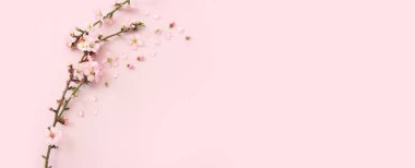 Pembe pastel arka planda bahar beyaz kiraz çiçekleri resmi