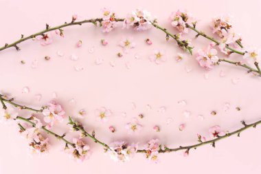 Pembe pastel arka planda bahar beyaz kiraz çiçekleri resmi