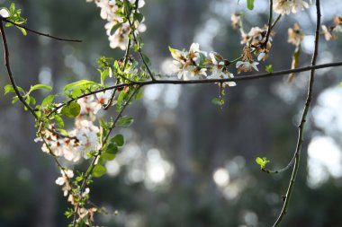 Bahar kiraz çiçekleri ağacının arka planı. seçici odak