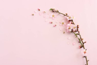Pembe pastel arka planda bahar beyaz kiraz çiçekleri resmi