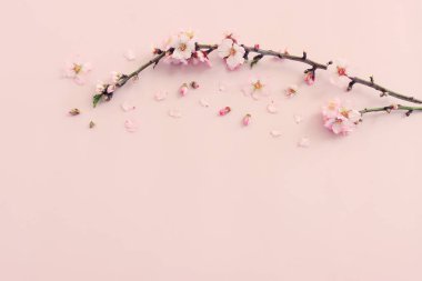 Pembe pastel arka planda bahar beyaz kiraz çiçekleri resmi
