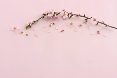Pembe pastel arka planda bahar beyaz kiraz çiçekleri resmi