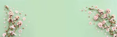 Yeşil pastel arka plan üzerinde bahar beyaz kiraz çiçekleri resmi