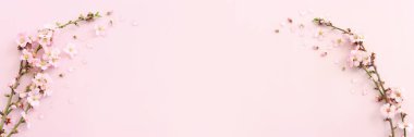 Pembe pastel arka planda bahar beyaz kiraz çiçekleri resmi