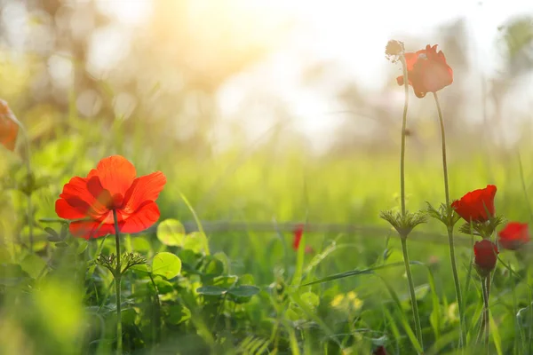 Foto Van Rode Papaver Het Groene Veld Bij Zonlicht — Stockfoto