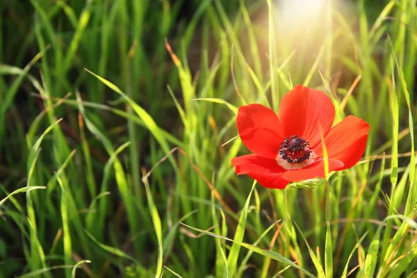 Photo Pavot Rouge Dans Champ Vert Lumière Soleil — Photo